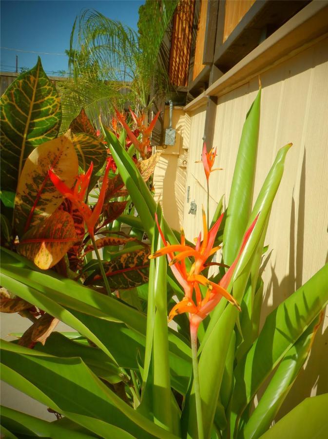The Guest House Lahaina Exterior foto